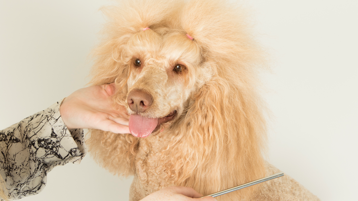 A freshly styled apricot poodle being finished at Grooms by Emily