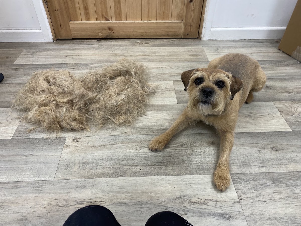 Border terrier beside the coat stripped during a hand-strip groom