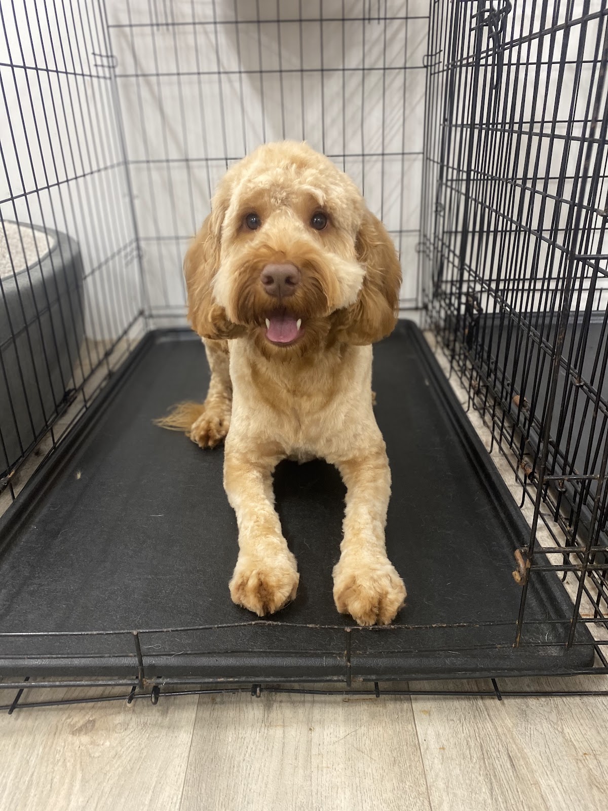 Freshly groomed apricot labradoodle sitting neatly after their appointment