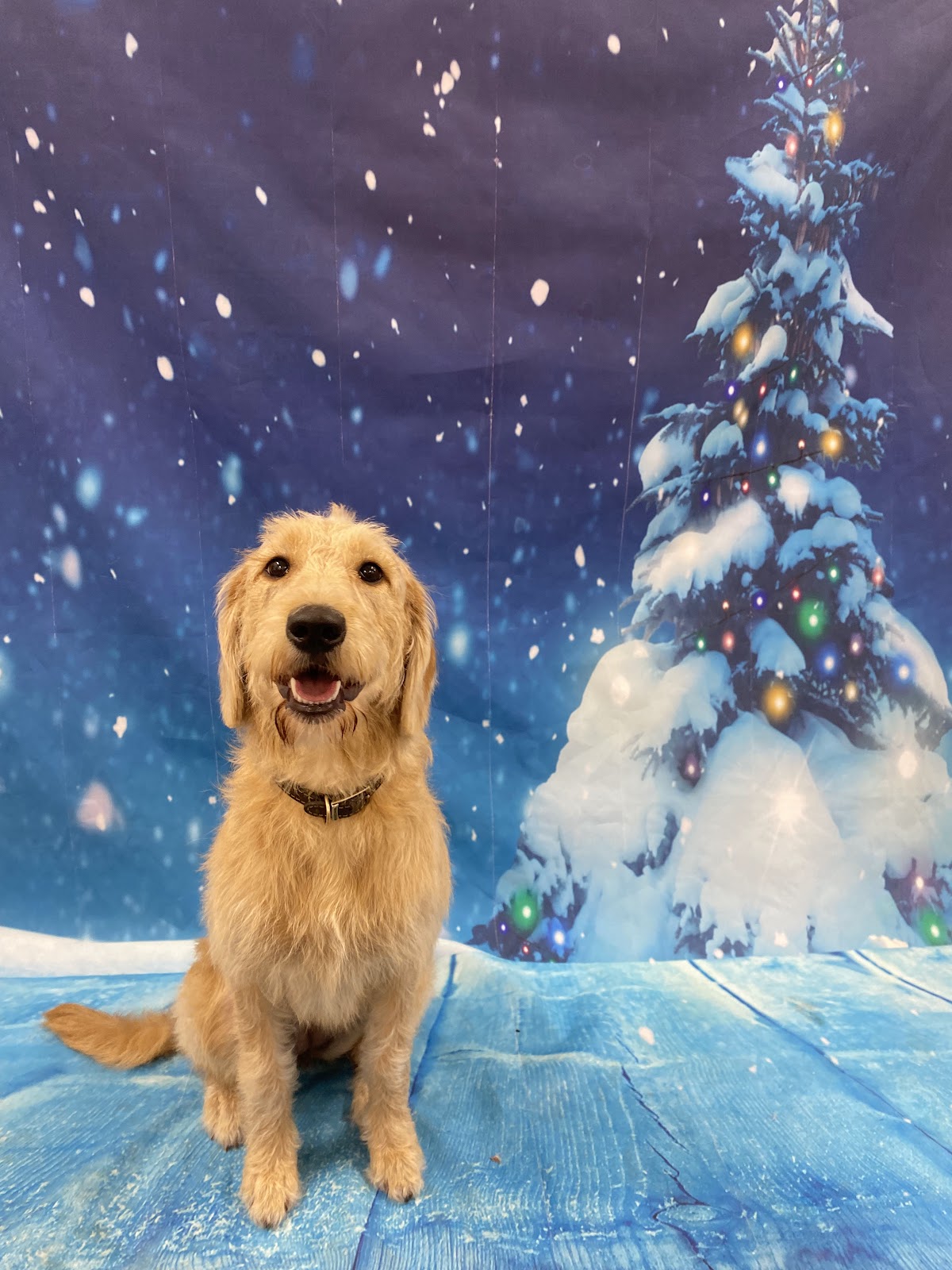 Doodle posing on a winter backdrop for a themed keepsake photo