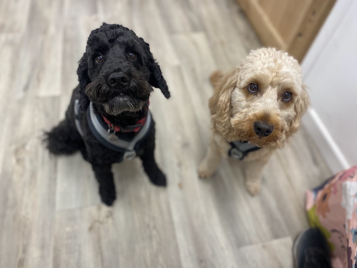 Black and apricot cockapoos after their grooming appointment