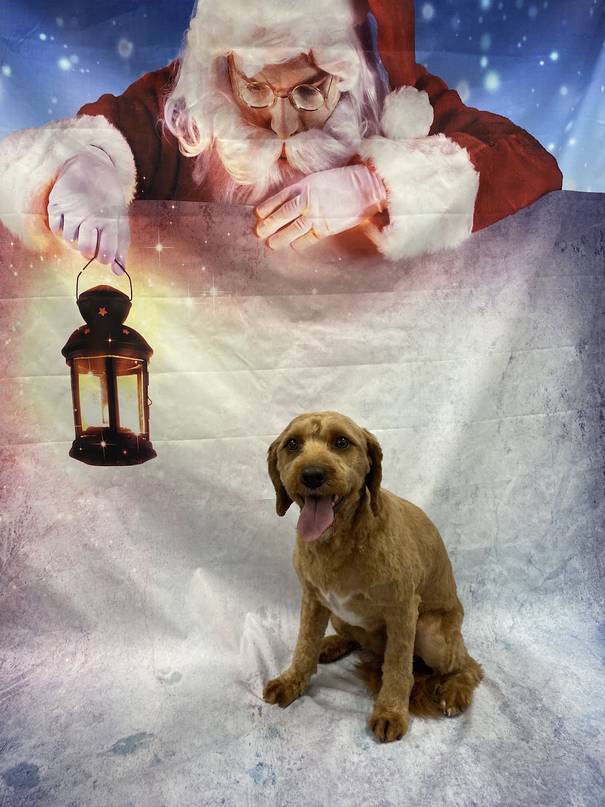 Red cockapoo posing on a festive Santa backdrop