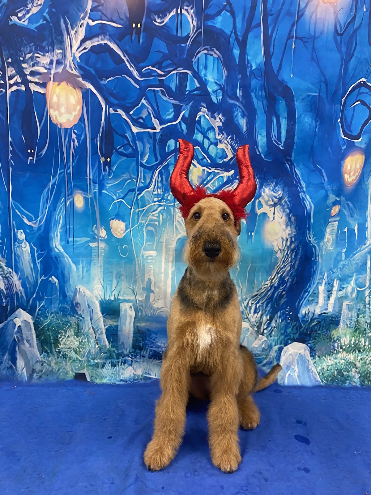 Welsh terrier in a fun costume for a Halloween photo session