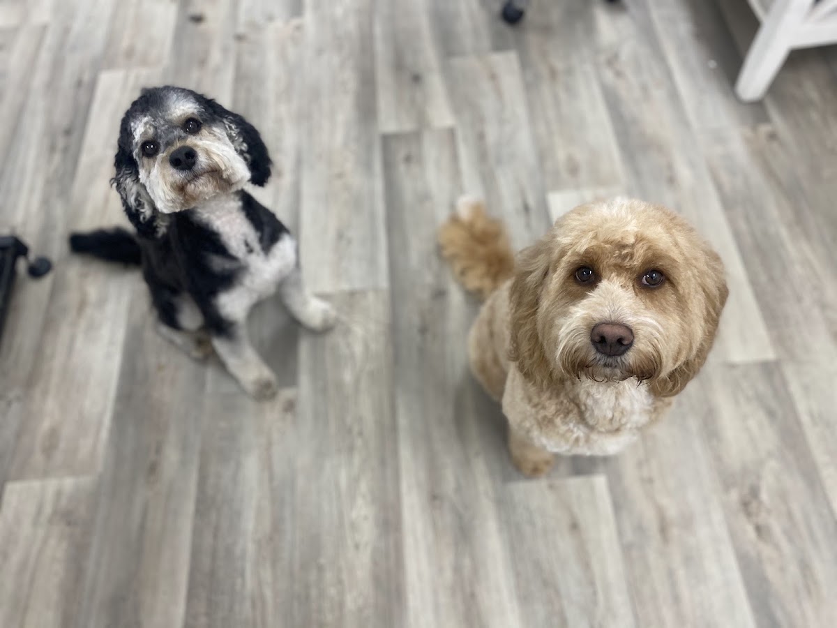 Two happy cockapoos looking up after their grooms