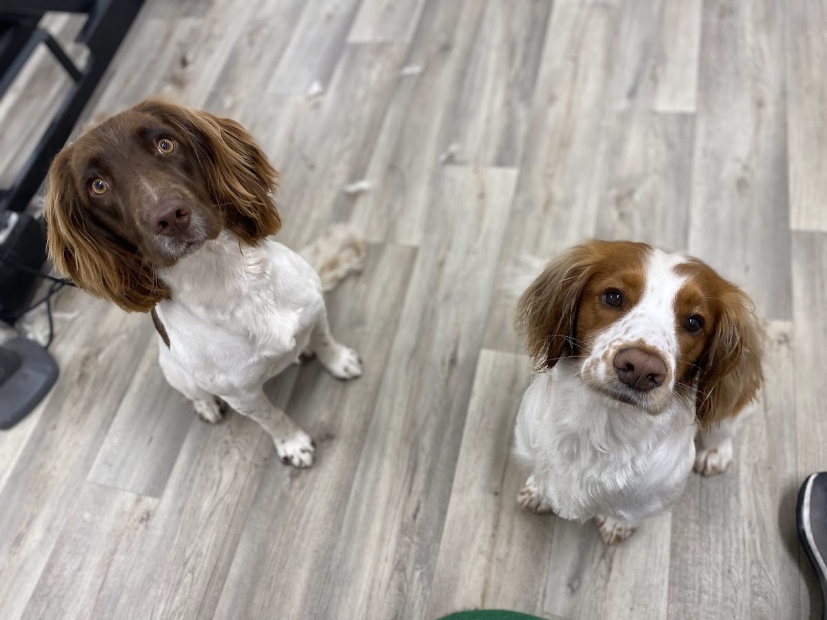 Two springer spaniels freshly groomed on the salon floor